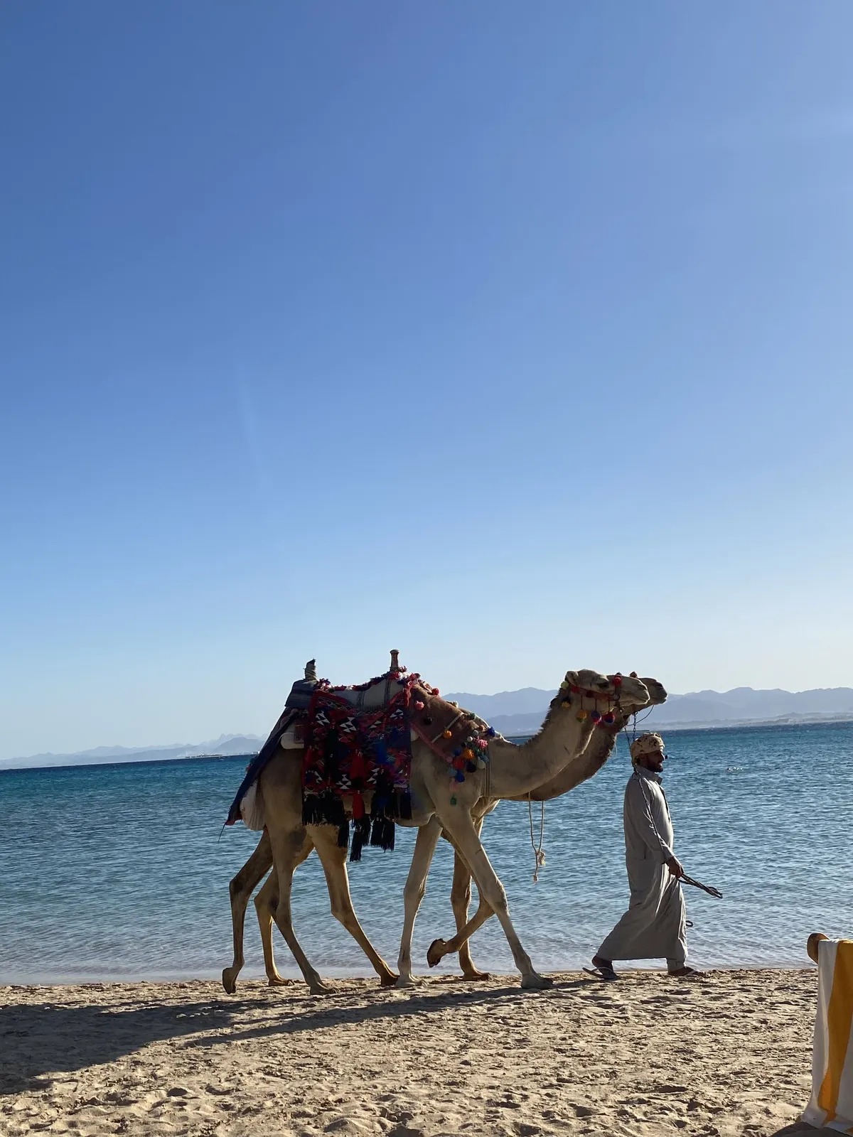 Kamele am Strand in Ägypten