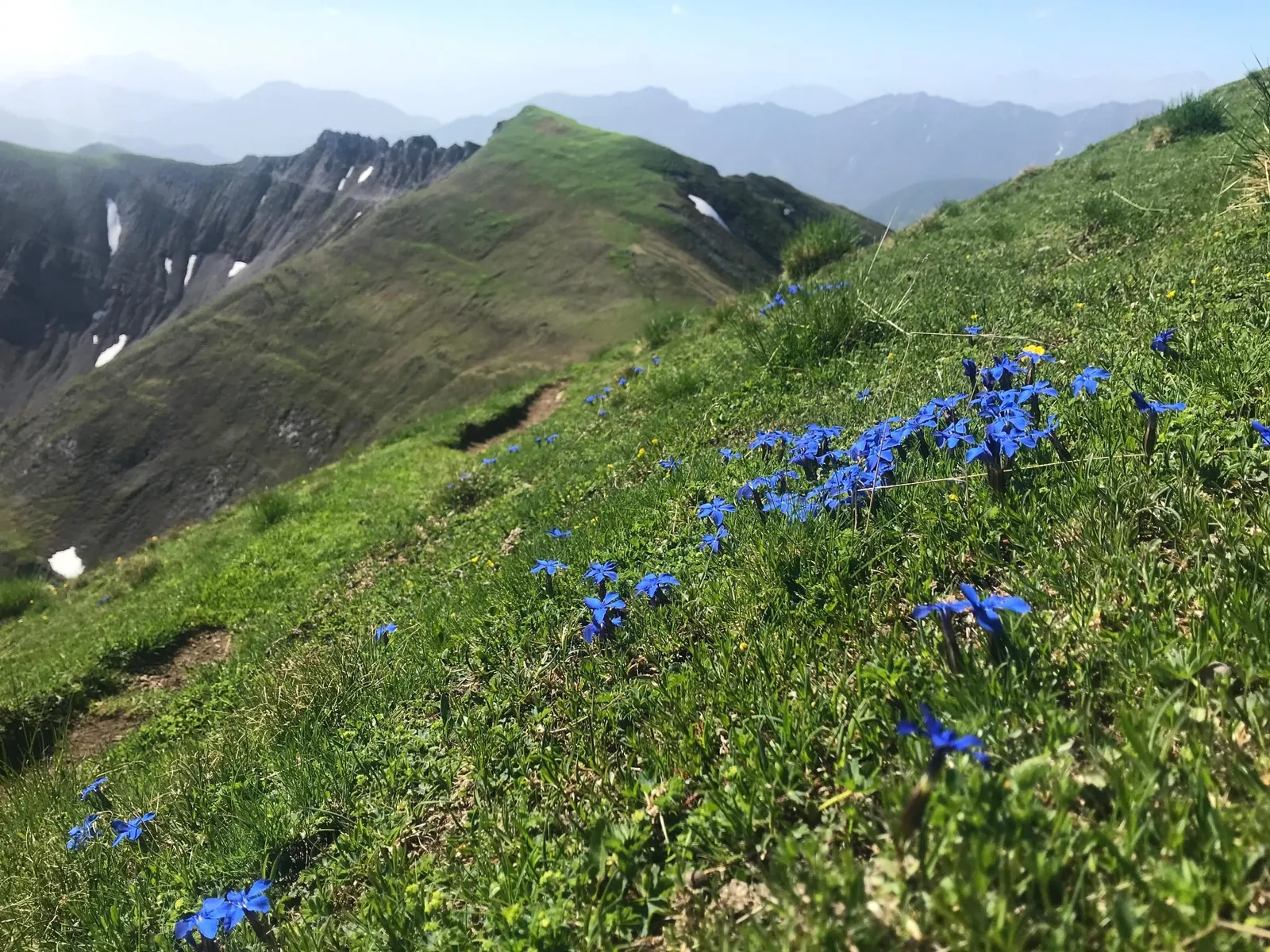 Bergrücken mit Enzianwiese in Kärnten